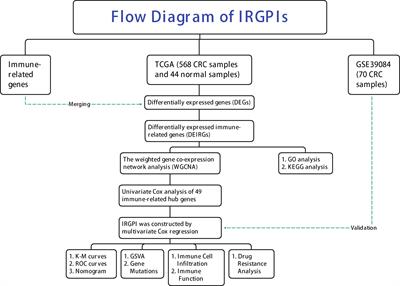 An immune-related gene prognostic index for predicting prognosis in patients with colorectal cancer